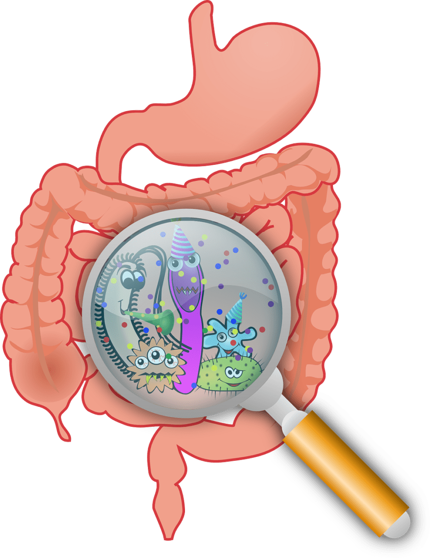Leaky Gut: what is it and what to do to improve your gut health